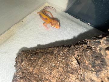 Geco leopardino