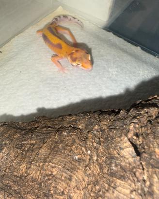 Geco leopardino