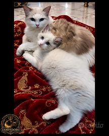 Ragdoll con pedegree