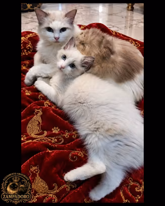 Ragdoll con pedegree