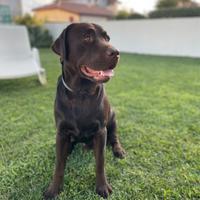 Labrador per monta