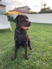 Labrador per monta