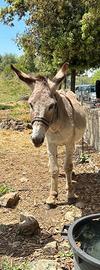 Asino maschio di 9 anni