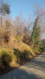 Terreno agricolo a uso bosco