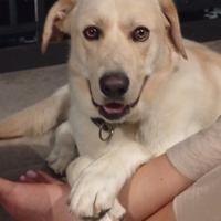 Labrador Colore miele maschio di un anno e