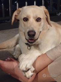 Labrador Colore miele maschio di un anno e