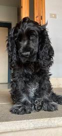 Tobia