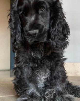 Tobia