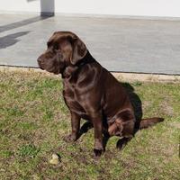 Labrador Chiccolate
