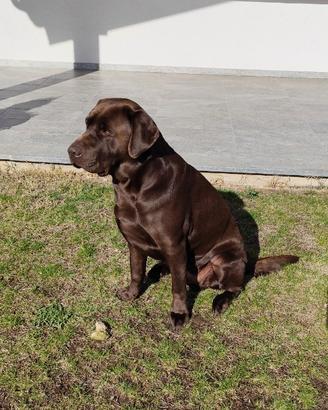 Labrador Choccolate
