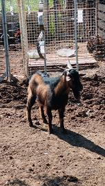 Becco tibetano