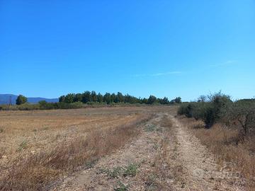 Villamassargia - Terreno Agricolo mq. 7415