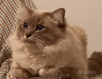 Sacro di Birmania Prince disponibile per monta