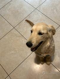 Cucciolo di golden retriver