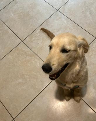 Cucciolo di golden retriver