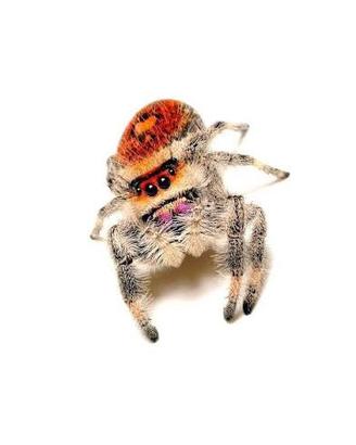 Phidippus regius everglades ragno saltatore