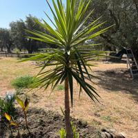 Piante decorative perenni