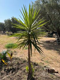 Piante decorative perenni