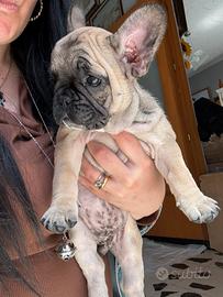 Bulldog francese