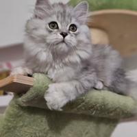 Allevamento Tirabaci Cucciolo con Pedigree