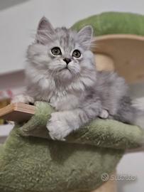 Allevamento Tirabaci Cucciolo con Pedigree