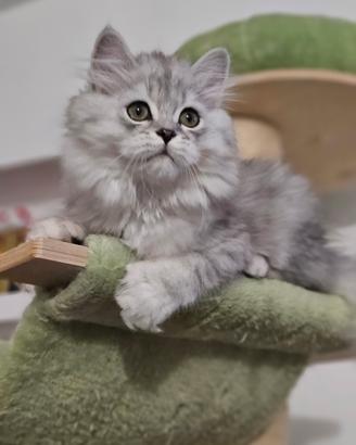 Allevamento Tirabaci Cucciolo con Pedigree