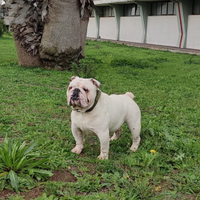 Bulldog maschio per monta