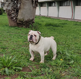Bulldog maschio per monta