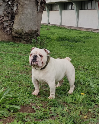 Bulldog maschio per monta