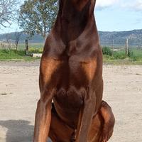 Doberman