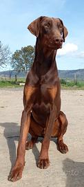 Doberman