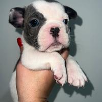 Bulldog francese