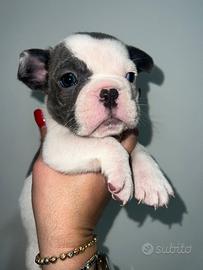 Bulldog francese
