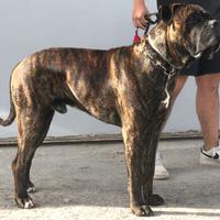 Cane corso per monta