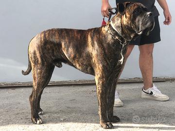 Cane corso per monta