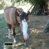 Docile cavalla 2 anni