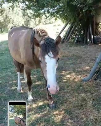 Docile cavalla 2 anni