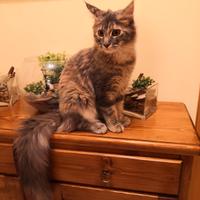 Gatti Maine Coon