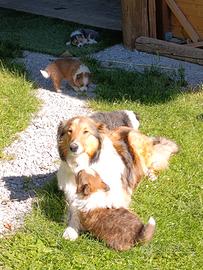 Cuccioli collie di 2 mesi