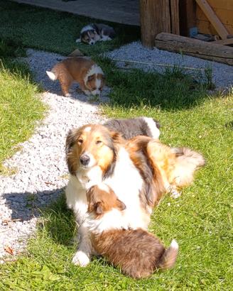 Cuccioli collie di 2 mesi