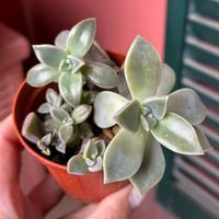 Graptosedum paraguayense - pianta succulenta