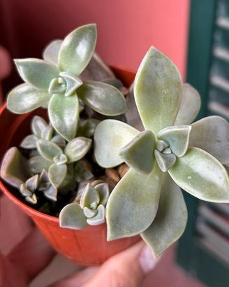 Graptosedum paraguayense - pianta succulenta