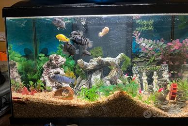 Acquario zoolux 60