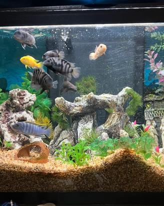 Acquario zoolux 60