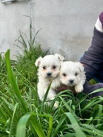 Maltese piccolo