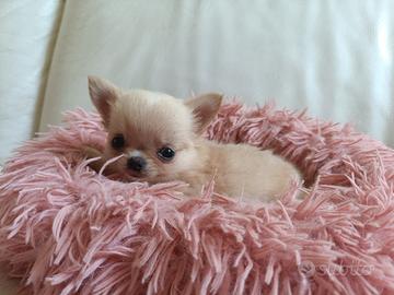 Chihuahua femmine con pedigree