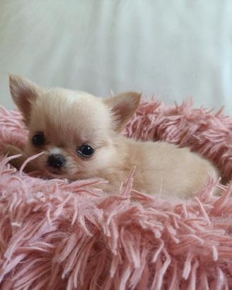 Chihuahua femmine con pedigree