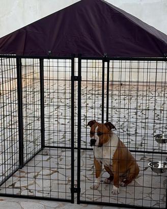 Kennel recinto per cani esterno