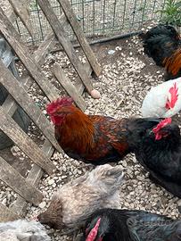 Gallo Marans