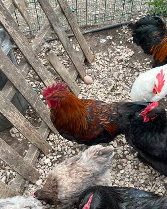 Gallo Marans